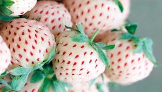 Lepe se suma a la producción de fresas blancas 'pineberrys'
