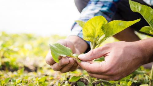 Unilever impulsa el ahorro de agua con su apuesta por la agricultura regenerativa
