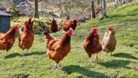 Alertan del riesgo de desabastecimiento de pollo para los próximos meses