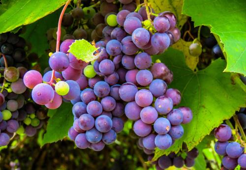 La producción de uva en España