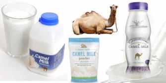 La leche de camella, un producto gourmet